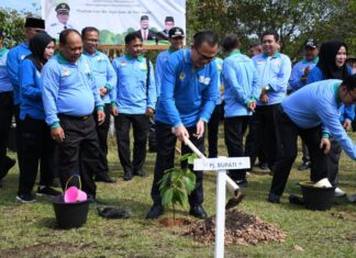 Peringati HLHS PJ Bupati Melakukan Penanaman Pohon Serentak Di Depan Graha Sedulang