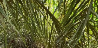 Kampung Narkoba di Desa Taja Mulya dan Taja Raya II Digrebek Polisi